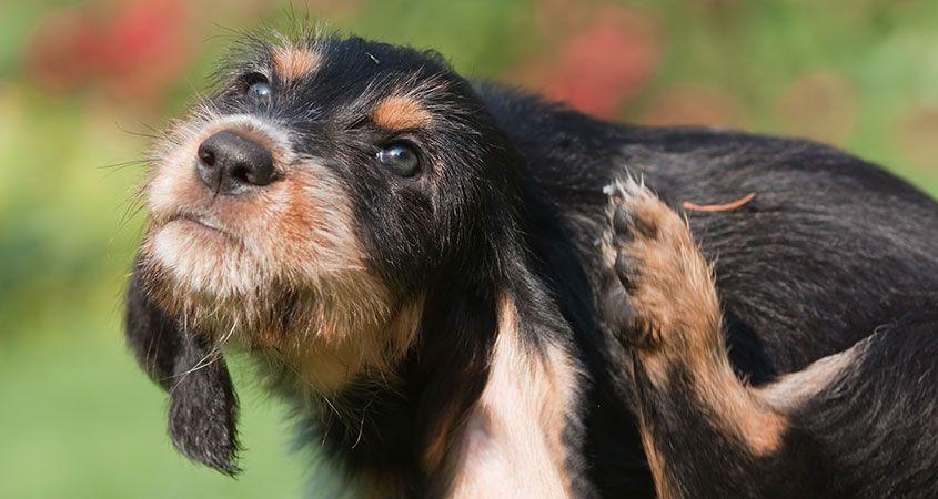 
	Il cane si gratta: potrebbe essere seborrea


