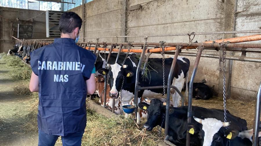 Nas in un’azienda agricola della Val d’Enza: quattro bovini sotto sequestro