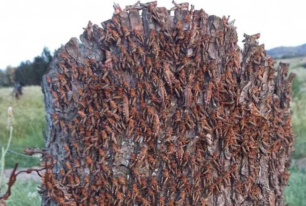 Parla il super esperto israeliano: «Per sconfiggere le cavallette servono tecniche militari»