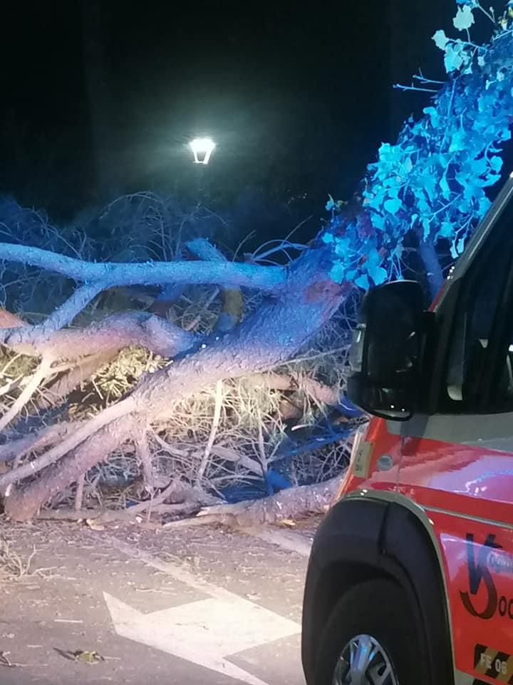 Lido Estensi, cade un pino: un ferito