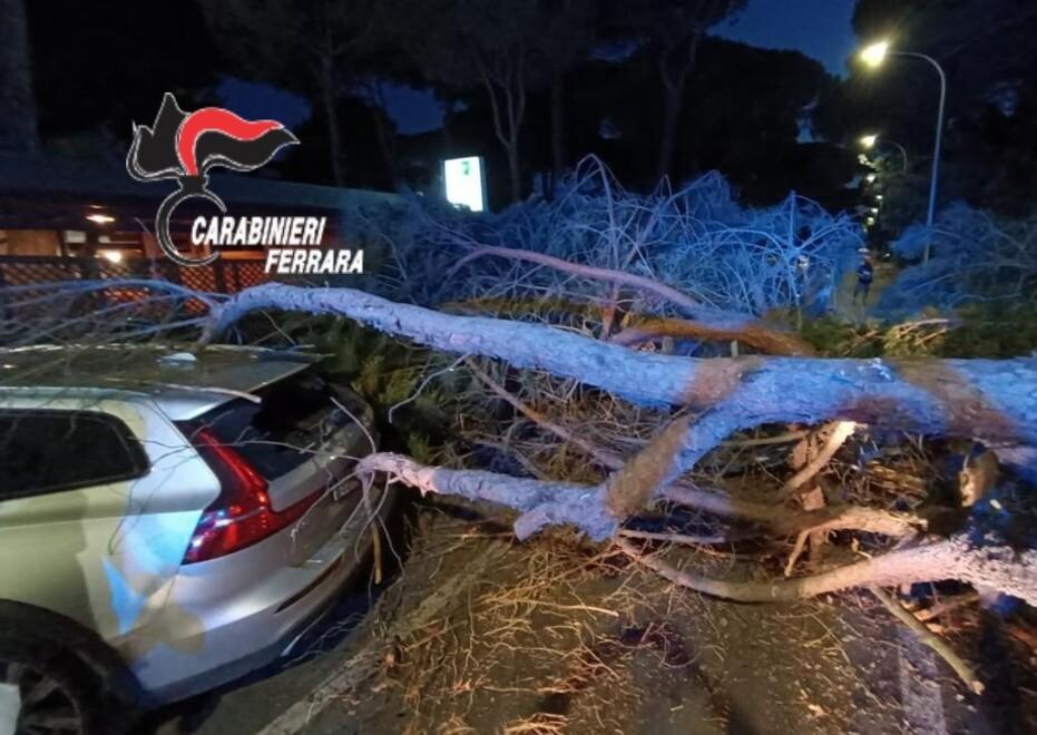 Grosso pino cade sulla strada e colpisce un ciclista di passaggio