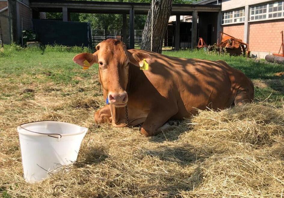 Emergenza siccità: c’è meno grano e le mucche per il caldo producono poco latte