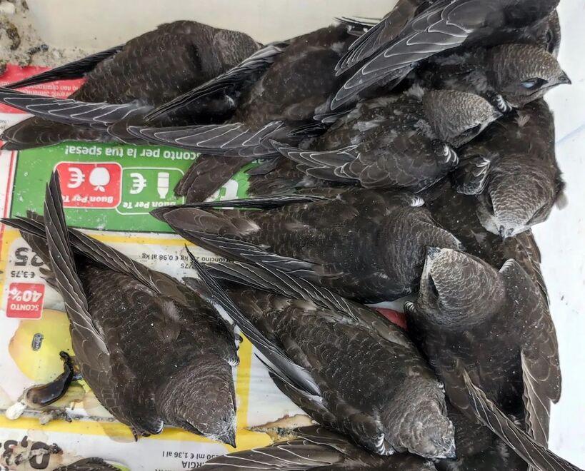 Rondoni a terra per il caldo, un centinaio in cura al Rifugio