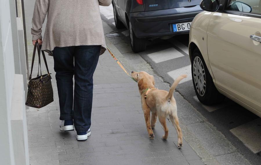
	Un'immagine di archivio di un cane

