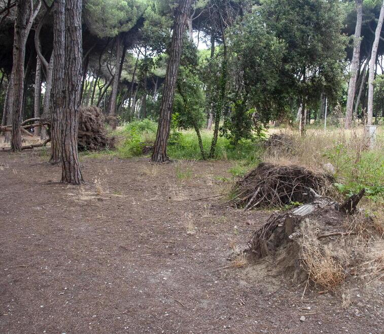 Dopo la mappatura di 2mila alberi Italia Nostra vuole vedere i  risultati