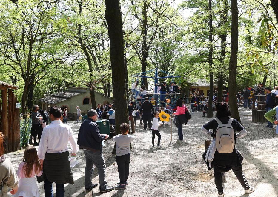 Un nuovo re per lo Zoo di Pistoia: dal Belgio l’erede del leone Sioux
