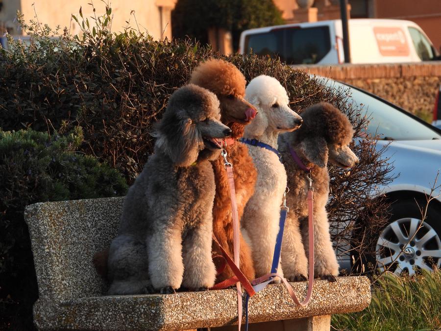 cani a orbetello Â©enzo russo