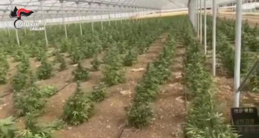 Sestu, sequestrati 750 chili di marijuana: 4 arresti