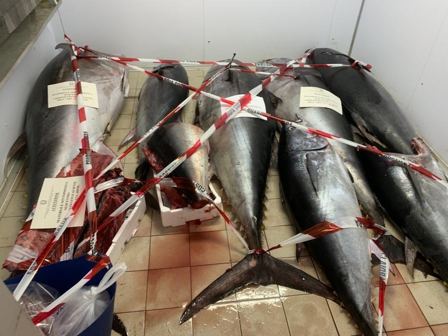 Sant’Antioco, sequestrati 1.300 chili di tonno rosso