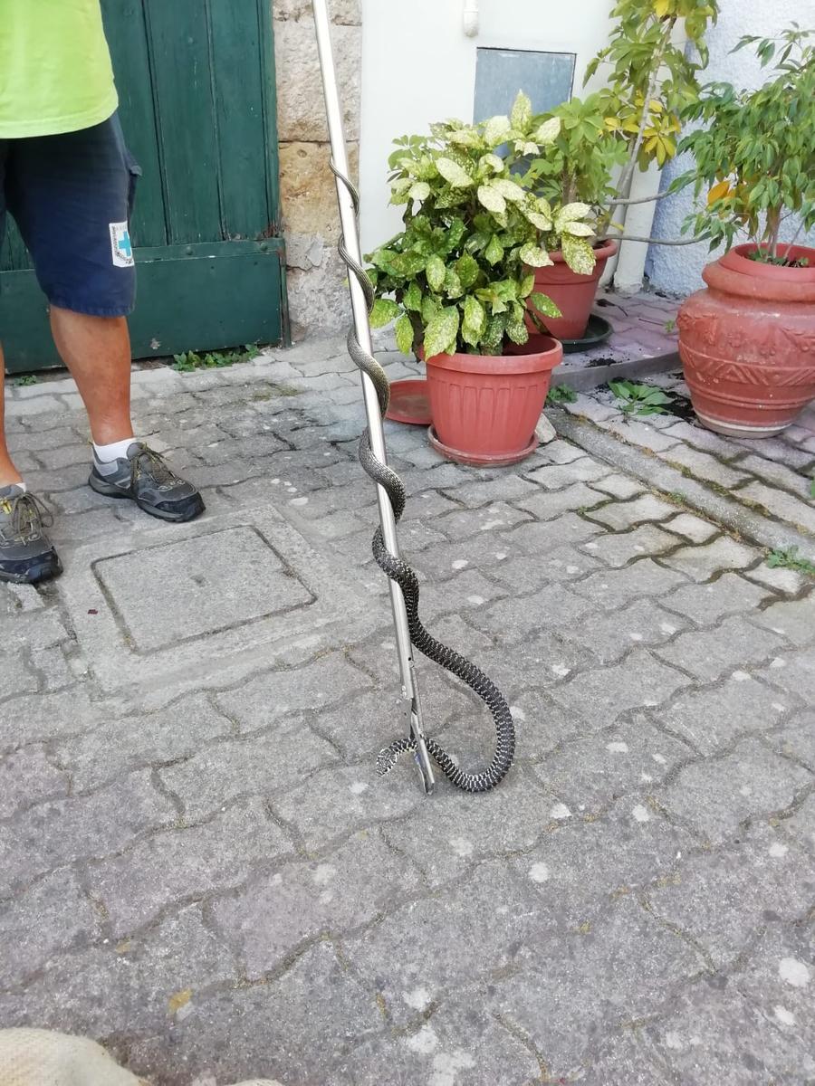 
	Il biacco

