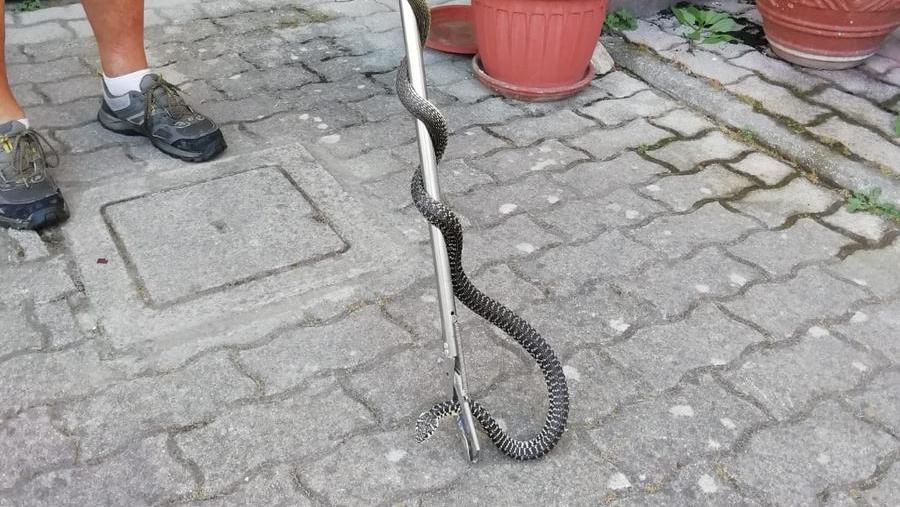 Il biacco
