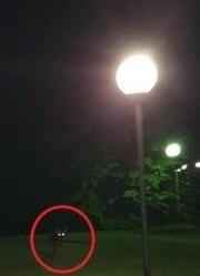 Formigine Avvistamenti di lupi, l’esperto: «Niente paura, sono casi isolati» 