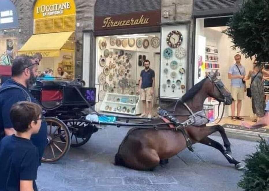 Firenze, la cavalla si accascia a terra: è polemica sulle carrozze