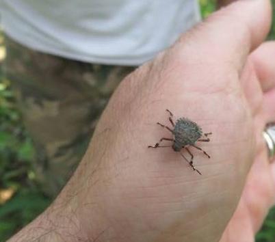 Un esemplare della temuta cimice asiatica