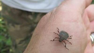 Un esemplare della temuta cimice asiatica