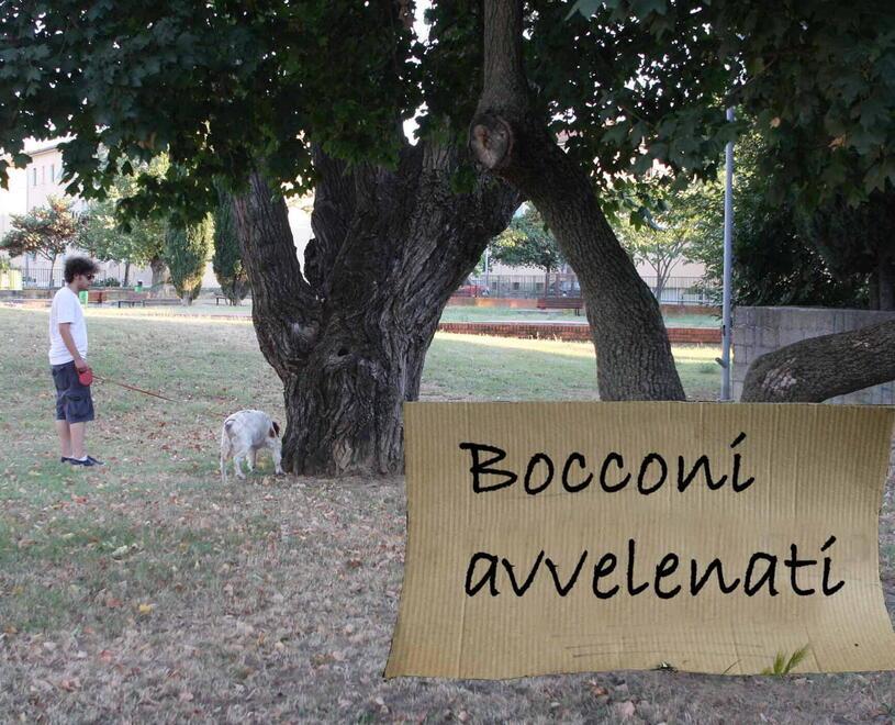 Cresce l’allarme per i bocconi avvelenati  in molte zone del territorio