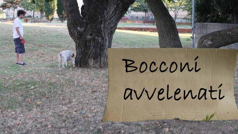 Cresce l’allarme per i bocconi avvelenati in molte zone del territorio