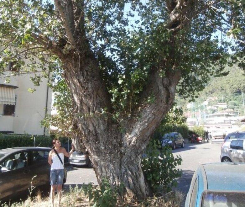 Abbattuto lo storico pioppo nero Turano dice addio al “suo” albero