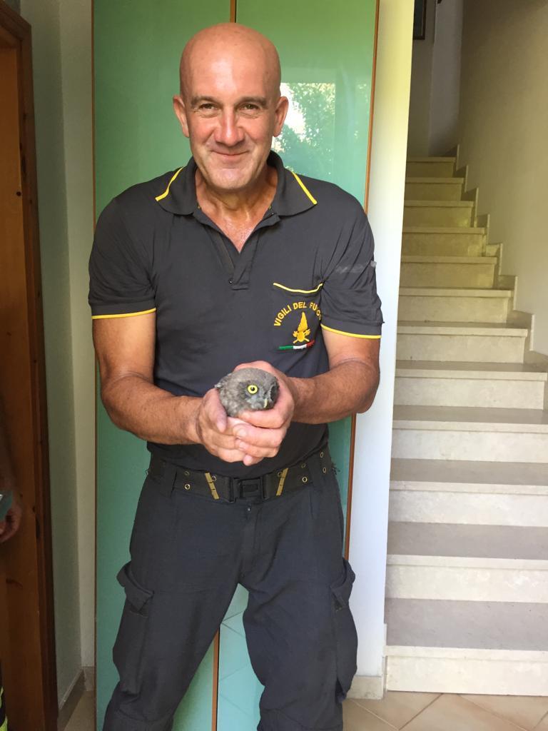 Voghenza. Gufo intrappolato nella canna fumaria, salvato dai vigili del fuoco