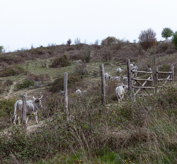 Qui sarà l’Eden della biodiversità: maxi investimento in Maremma 