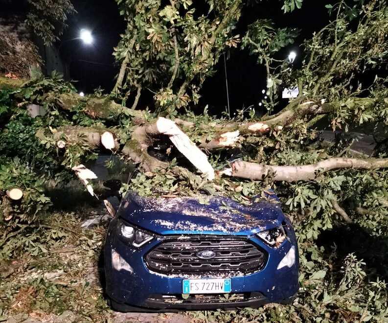 Bondeno, un tronco si spezza e cade sull’auto: conducente salvo per miracolo