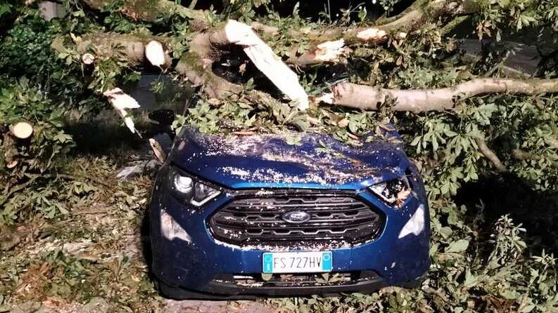 Bondeno, un tronco si spezza e cade sull’auto: conducente salvo per miracolo