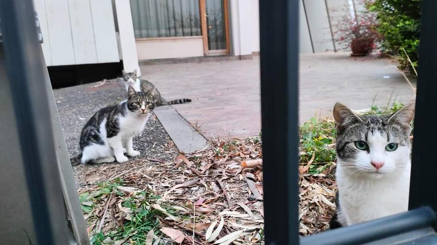 Giù il palazzo a Grosseto: esposto in Procura per i gatti minacciati dalle ruspe 