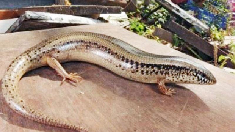 Le lucertole “aliene” di Piombino studiate dai ricercatori del Cnr