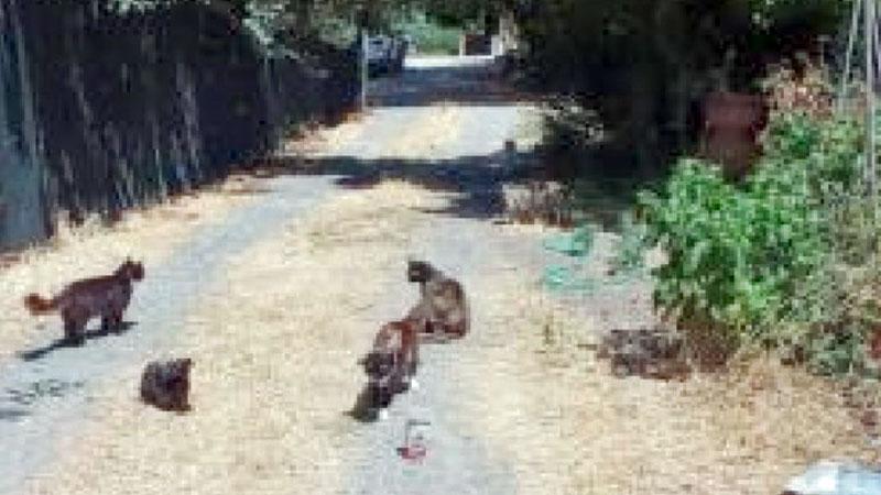 Erano inseparabili dalla padrona. 15 gatti cercano cura e adozione