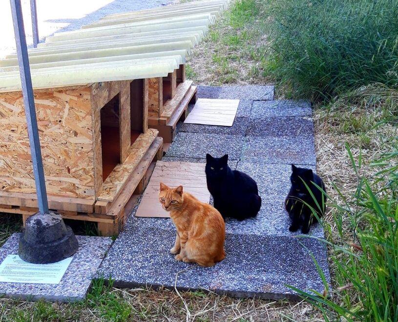 Trecento gattini salvati e il sogno di un’oasi felina