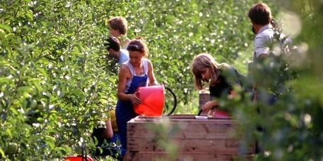 Lavoro stagionale in campagna Manca il 50% della manodopera