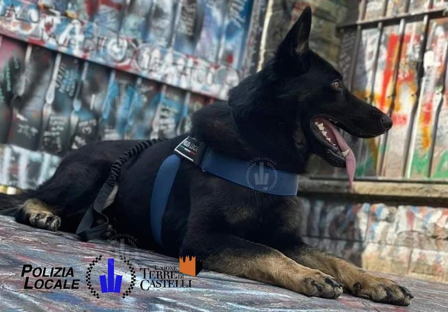 
	Il cane Fait dell'Unit&agrave; Cinofila dell'Unione Terre di Castelli

