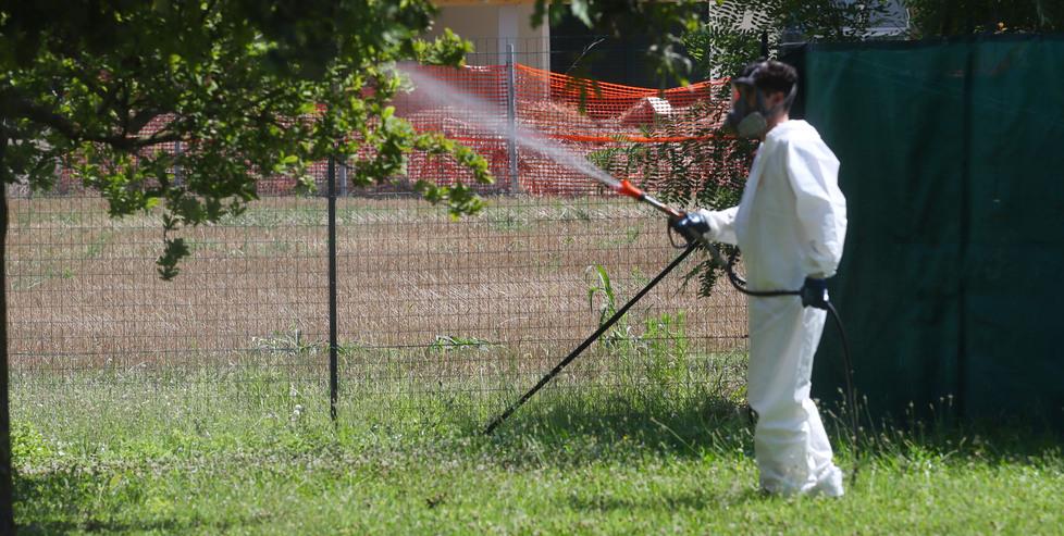 Più insetti con il caldo torrido. Cresce il rischio West Nile nel Ferrarese