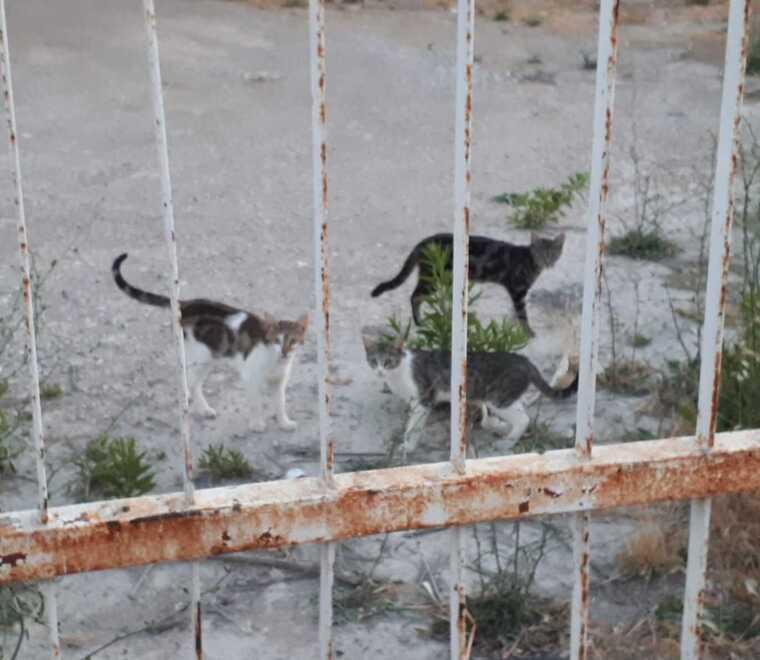 Grosseto, i gatti di via Ambra saranno salvati: Eurospin mette “in folle” le ruspe 