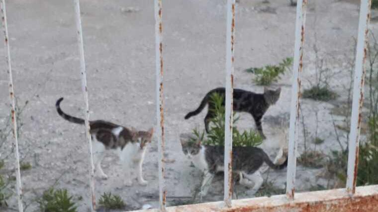 Grosseto, i gatti di via Ambra saranno salvati: Eurospin mette “in folle” le ruspe
