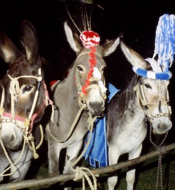 A Manzolino va in scena il Palio dei Ciuchi