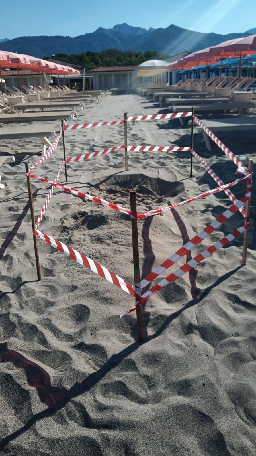 
	L'area in cui la tartaruga ha deposto le uova sulla spiaggia di Poveromo

