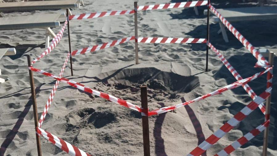 L'area in cui la tartaruga ha deposto le uova sulla spiaggia di Poveromo