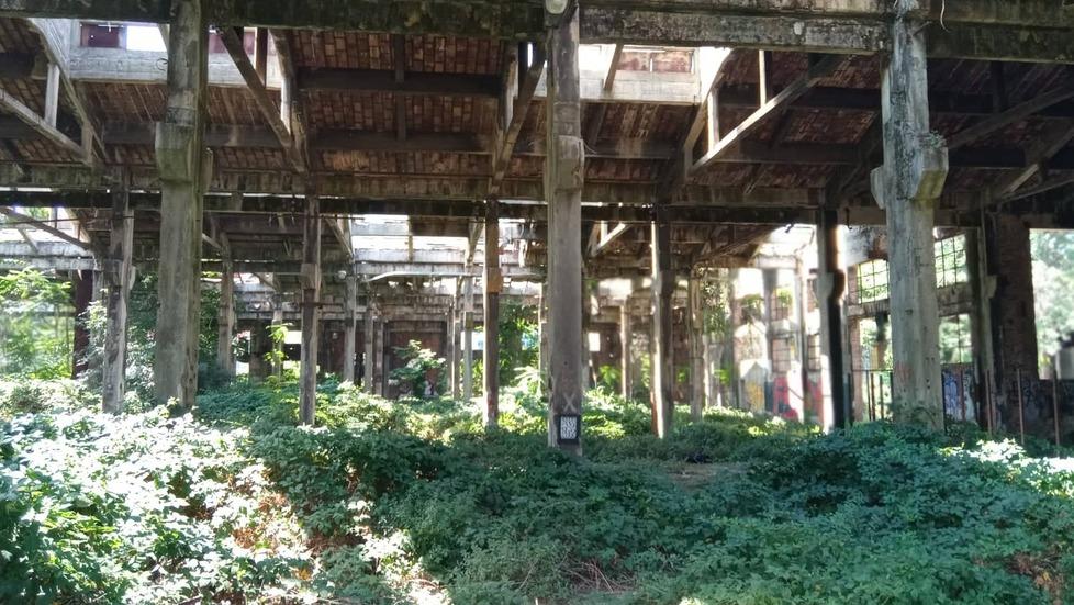 Modena, un bosco nelle Fonderie: il cantiere è bloccato 