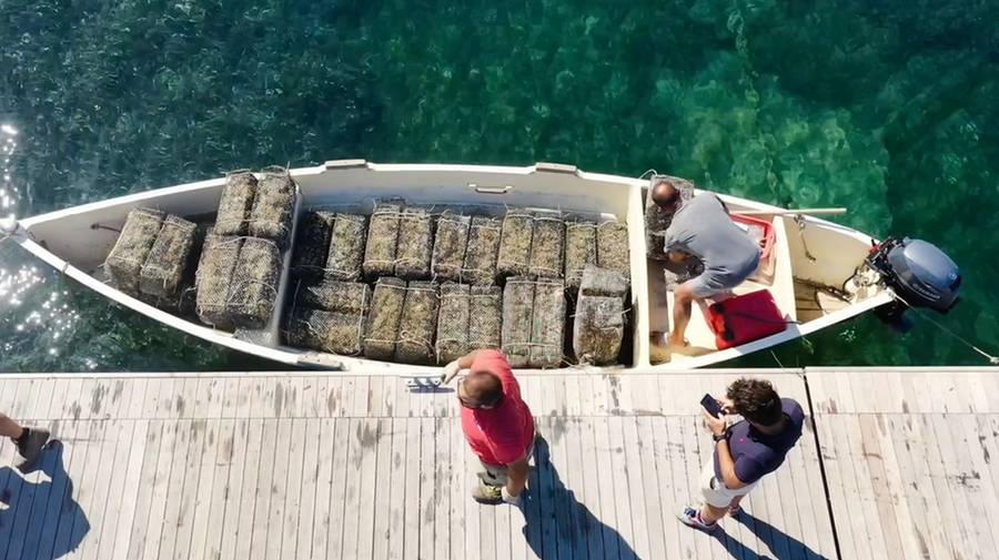 Culuccia isola delle meraviglie: qui nasce il vermentino dall’uva che riposa in mare