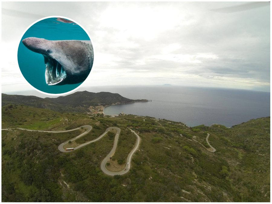Campese e la sua spiaggia. Nel riquadro uno squalo elefante