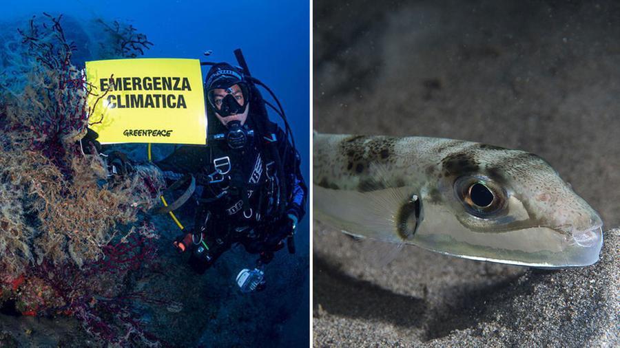 Livorno, specie aliene in mare: dal granchio crocifisso al pesce palla velenoso 