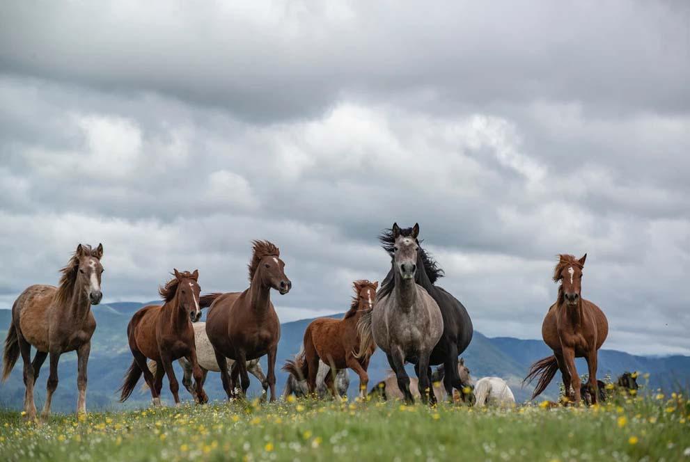Una delle oasi naturali ancora intatte con oltre 50 cavalli censiti e decine di mucche allo stato selvatico