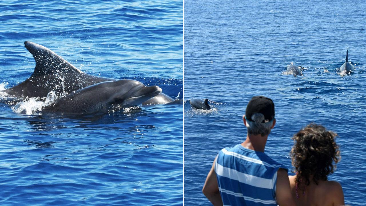 Elba, la danza dei delfini nel blu tra Punta Nera e la Corsica 