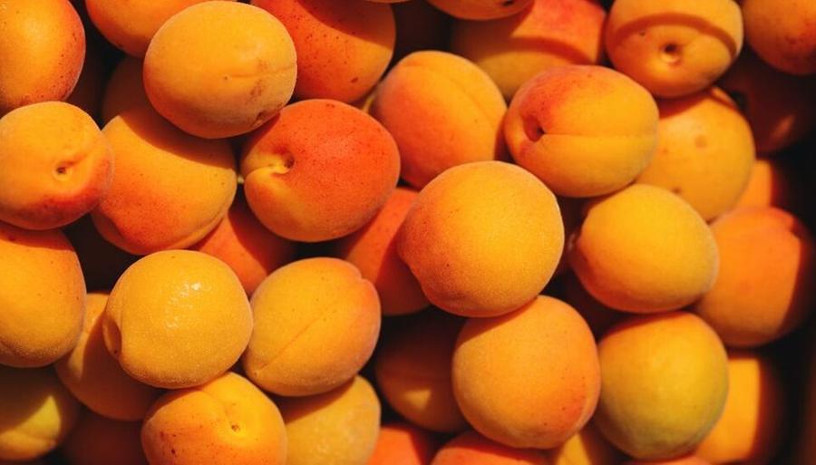 Albicocche a Ferrara: è crisi nera