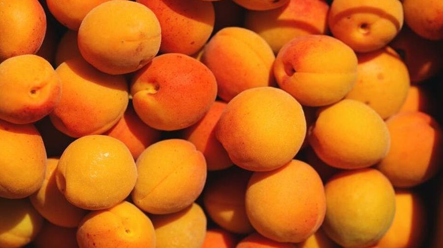 Albicocche a Ferrara: è crisi nera