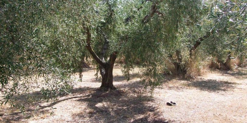 Il luogo dove è stato rinvenuto il cadavere della donna a pochi metri dalla fattoria Ragli e Serragli