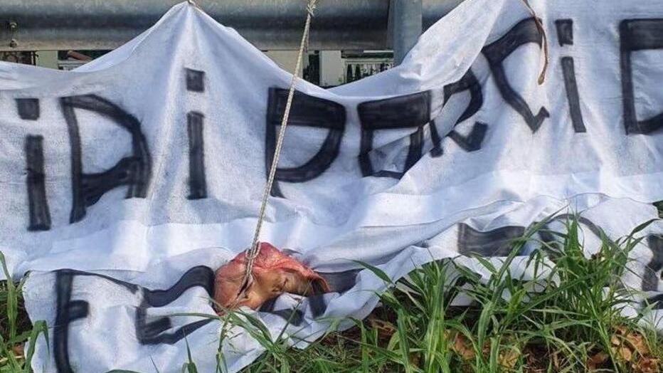 Minacce aggravate da testa di maiale: chiesta condanna agli ultras spallini