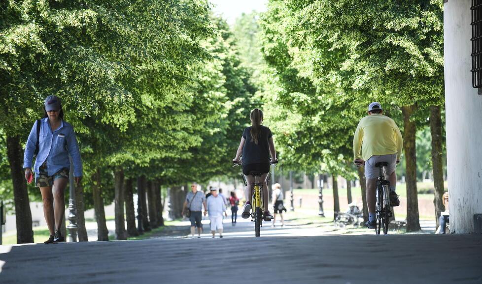 Siccità, minacciati gli alberi delle Mura di Lucca
