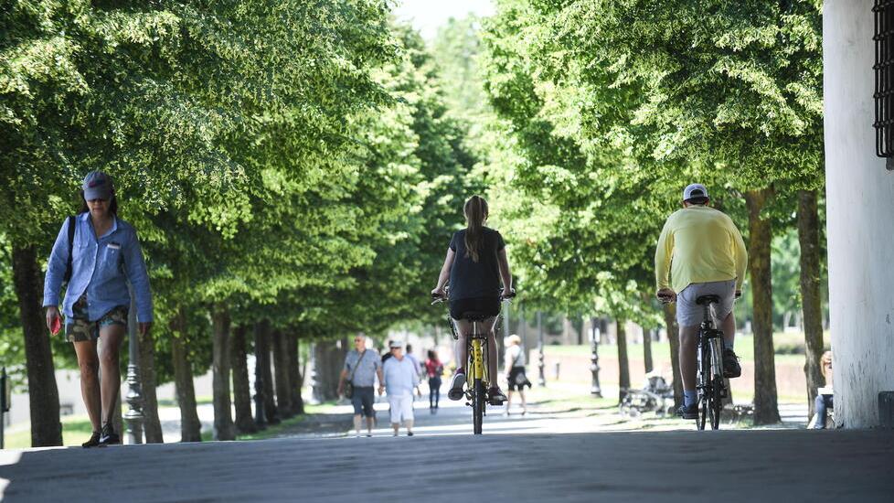 Siccità, minacciati gli alberi delle Mura di Lucca